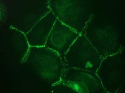 Immunocytochemistry/ Immunofluorescence: Cadherin-11 Antibody (16A) - BSA Free [NBP1-97676]