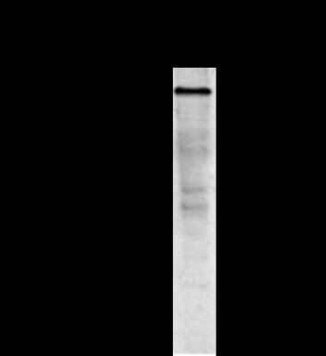 Western Blot: Cadherin-11 Antibody (16A)BSA Free [NBP1-97676]