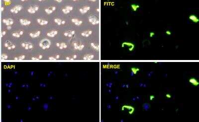 Immunocytochemistry/ Immunofluorescence: Cadherin-11 Antibody (3C8) [H00001009-M05-100ug]