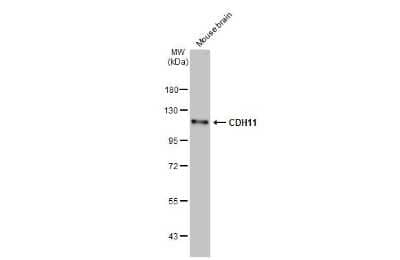 Western Blot: Cadherin-11 Antibody (HL1044) [NBP3-13699]