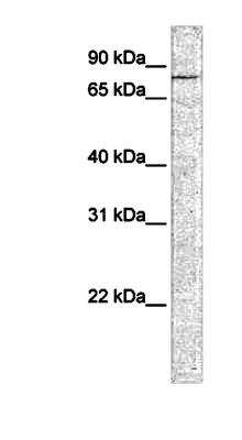 Western Blot: Cadherin-12 Antibody [NBP1-59225]
