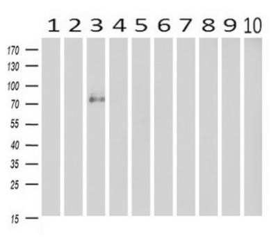 Western Blot: Cadherin-13 Antibody (OTI3H6)Azide and BSA Free [NBP2-70385]