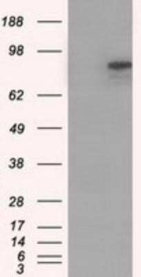 Western Blot: Cadherin-13 Antibody (OTI3H6)Azide and BSA Free [NBP2-70385]