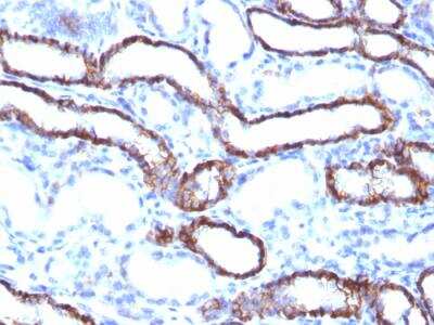 Immunohistochemistry-Paraffin: Cadherin-16 Antibody (CDH16/1071) - IHC-Prediluted [NBP2-48433]