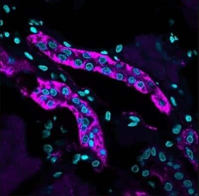 Immunohistochemistry-Paraffin: Cadherin-16 Antibody (CDH16/1071) - IHC-Prediluted [NBP2-48433]