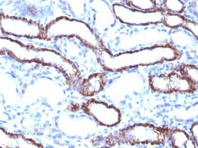 Immunohistochemistry-Paraffin: Cadherin-16 Antibody (CDH16/1071) [NBP2-45157]