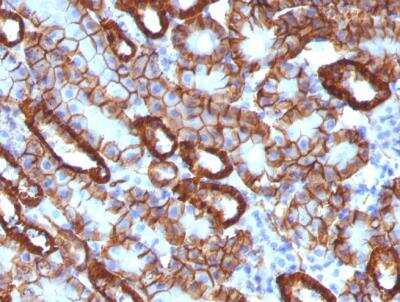 Immunohistochemistry-Paraffin: Cadherin-16 Antibody (CDH16/1071) [NBP2-45157]
