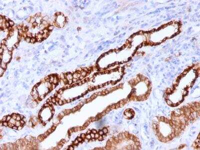 Immunohistochemistry-Paraffin: Cadherin-16 Antibody (CDH16/1071) [NBP2-45157]
