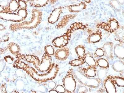 Immunohistochemistry-Paraffin: Cadherin-16 Antibody (CDH16/1532R) - Azide and BSA Free [NBP2-54567]