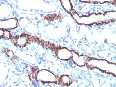 Immunohistochemistry-Paraffin: Cadherin-16 Antibody (CDH16/1532R) - Azide and BSA Free [NBP2-54567]