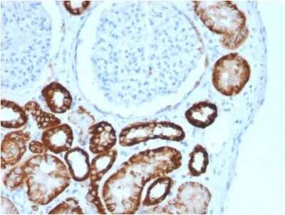 Immunohistochemistry-Paraffin: Cadherin-16 Antibody (CDH16/2125) - Azide and BSA Free [NBP2-79856]