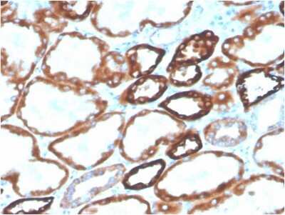 Immunohistochemistry-Paraffin: Cadherin-16 Antibody (CDH16/2125) [NBP2-79722]