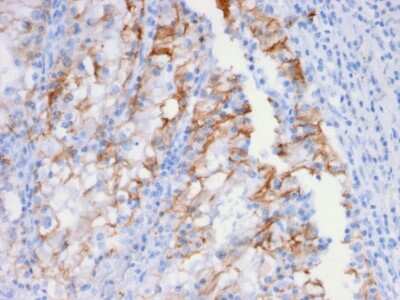 Immunohistochemistry-Paraffin: Cadherin-16 Antibody (CDH16/2448) - Azide and BSA Free [NBP3-08959]