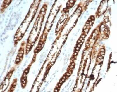 Immunohistochemistry-Paraffin: Cadherin-16 Antibody (CDH16/7027R) [NBP3-13828]