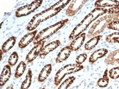 Immunohistochemistry-Paraffin: Cadherin-16 Antibody (CDH16/7027R) [NBP3-13828]