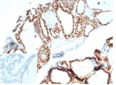 Immunohistochemistry-Paraffin: Cadherin-16 Antibody (CDH16/7028R) [NBP3-13829]