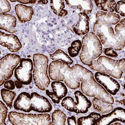 Immunohistochemistry-Paraffin: Cadherin-16 Antibody [NBP2-34028]