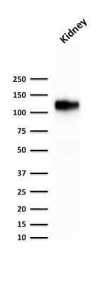 Western Blot: Cadherin-16 Antibody (rCDH16/1071)Azide and BSA Free [NBP3-08881]