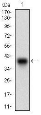 Western Blot: Cadherin-17 Antibody (7D10E1)BSA Free [NBP2-52439]