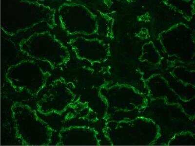 Immunohistochemistry-Frozen: Cadherin-6/KCAD Antibody (2B6) - BSA Free [NBP1-97689]