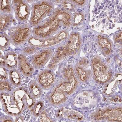 Immunohistochemistry: Cadherin-7 Antibody [NBP2-49330]