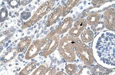 Immunohistochemistry-Paraffin: Cadherin-8 Antibody [NBP1-59221]