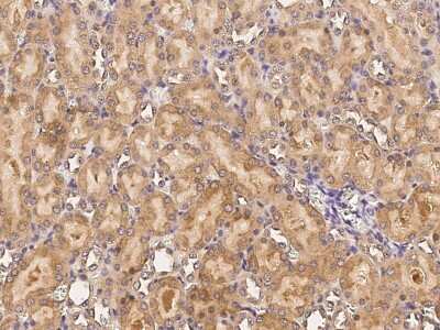 Immunohistochemistry-Paraffin: Cadherin-8 Antibody [NBP2-98434]