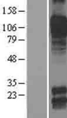 Western Blot: Cadherin-8 Overexpression Lysate [NBL1-09035]