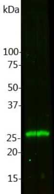 Western Blot: Calbindin D-28K Antibody (4H7) [NBP2-50048]