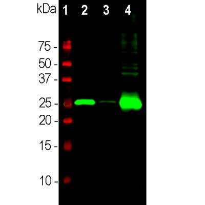 Western Blot: Calbindin D-28K Antibody (5A9) [NBP2-50050]