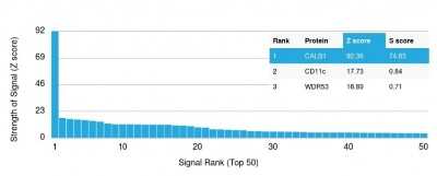 Protein Array: Calbindin D-28K Antibody (CALB1/2782) [NBP3-07208]
