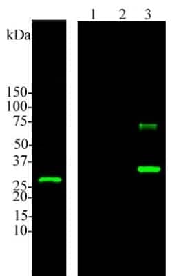 Western Blot: Calbindin D-28K Antibody [NBP2-50028]