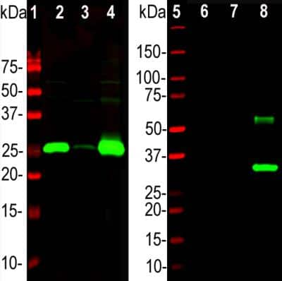 Western Blot: Calbindin D-28K Antibody [NBP2-50028]