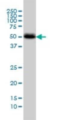 Western Blot: Calcium Activated Nucleotidase 1/CANT1 Antibody (2D3) [H00124583-M01]