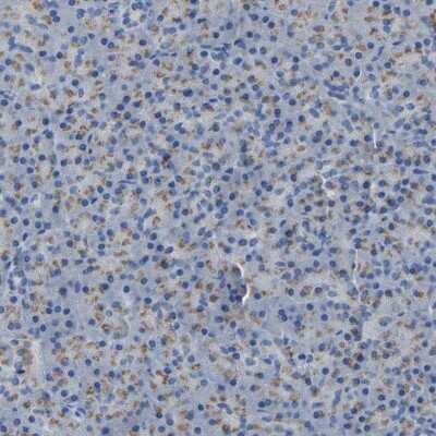 Immunohistochemistry-Paraffin: Calcium Activated Nucleotidase 1/CANT1 Antibody [NBP1-87081]