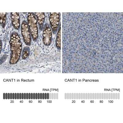 Immunohistochemistry-Paraffin: Calcium Activated Nucleotidase 1/CANT1 Antibody [NBP1-87081]