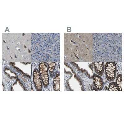 Immunohistochemistry-Paraffin: Calcium Activated Nucleotidase 1/CANT1 Antibody [NBP1-87081]