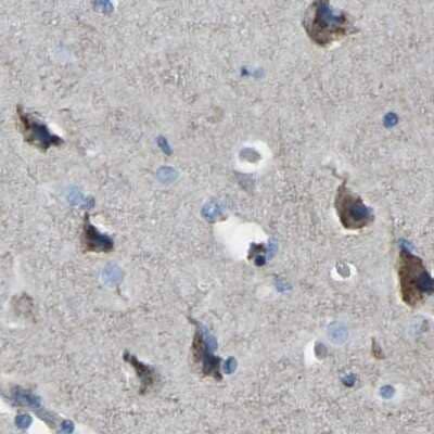 Immunohistochemistry-Paraffin: Calcium Activated Nucleotidase 1/CANT1 Antibody [NBP1-87081]