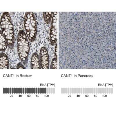 Immunohistochemistry-Paraffin: Calcium Activated Nucleotidase 1/CANT1 Antibody [NBP1-87082]