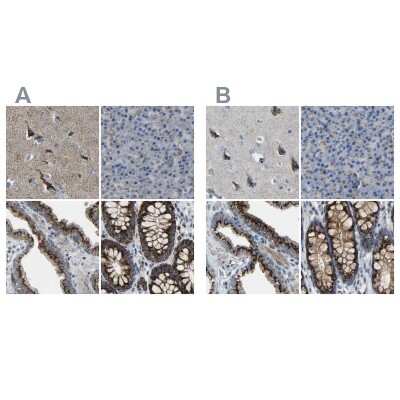 Immunohistochemistry-Paraffin: Calcium Activated Nucleotidase 1/CANT1 Antibody [NBP1-87082]
