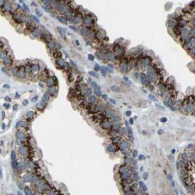 Immunohistochemistry-Paraffin: Calcium Activated Nucleotidase 1/CANT1 Antibody [NBP1-87082]