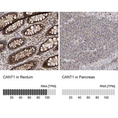 Immunohistochemistry-Paraffin: Calcium Activated Nucleotidase 1/CANT1 Antibody [NBP1-87083]