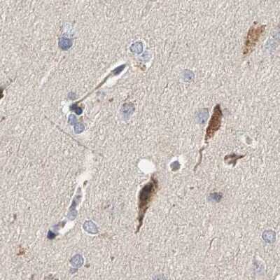 Immunohistochemistry-Paraffin: Calcium Activated Nucleotidase 1/CANT1 Antibody [NBP1-87083]