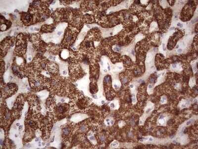 Immunohistochemistry: Calcium Activated Nucleotidase 1/CANT1 Antibody (OTI7F8) - Azide and BSA Free [NBP2-72378]