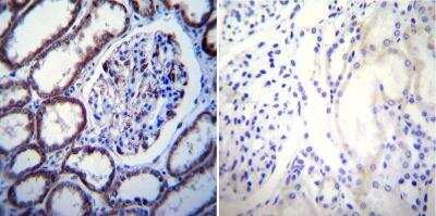 Immunohistochemistry-Paraffin: Calcium-sensing R/CaSR Antibody (5C10, ADD) - BSA Free [NB120-19347]