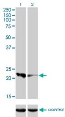 Western Blot: Calcyphosine Antibody (4C6) [H00000828-M01]