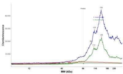 Simple Western: Caldesmon/CALD1 Antibody (h-CALD)Azide and BSA Free [NBP2-47816]