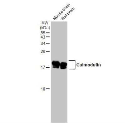 Western Blot: Calmodulin 2 Antibody [NBP2-14871]