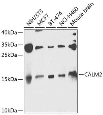 Western Blot: Calmodulin 2 AntibodyBSA Free [NBP3-05572]