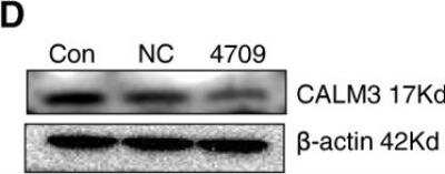 Western Blot: Calmodulin 3 Antibody [NBP2-15669]